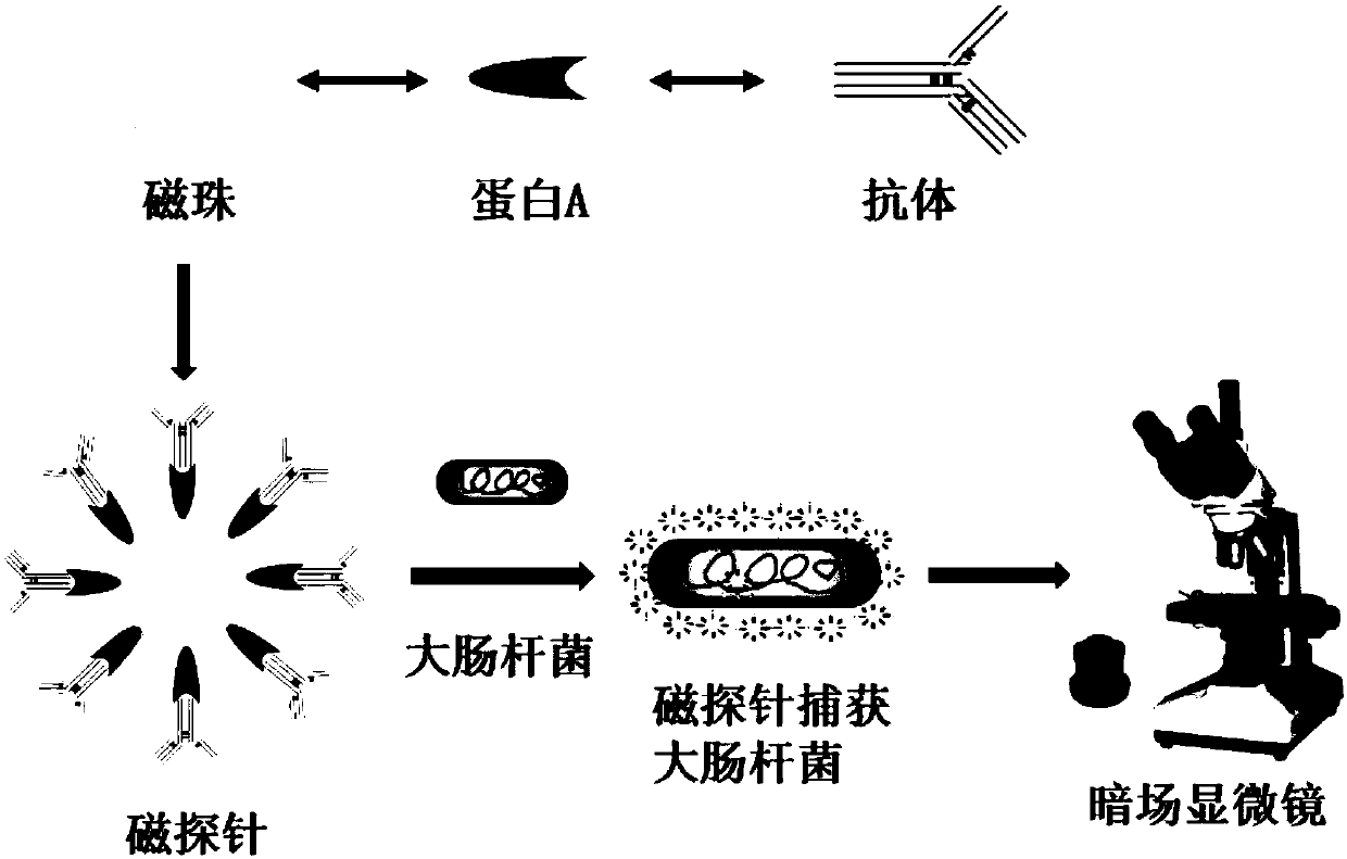 Method For Directly Counting Escherichia Coli Through Naked Eyes By