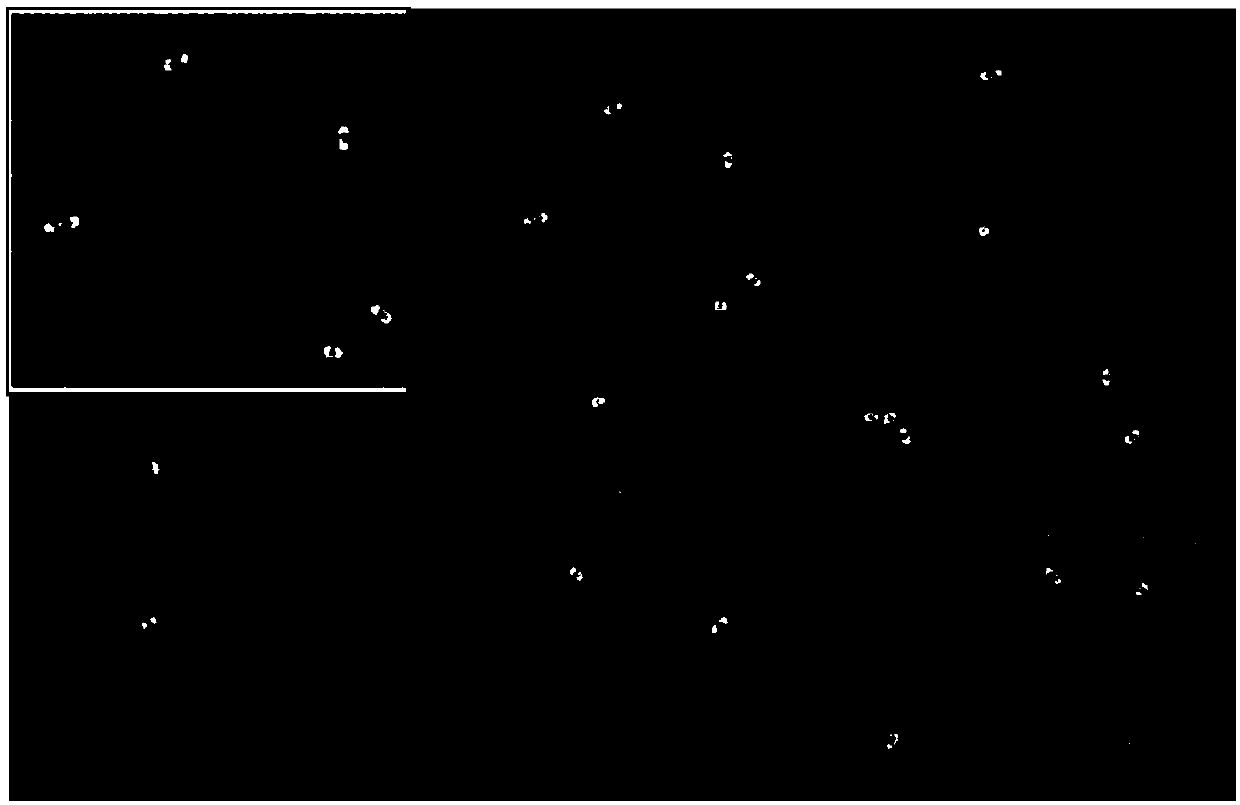 Method For Directly Counting Escherichia Coli Through Naked Eyes By