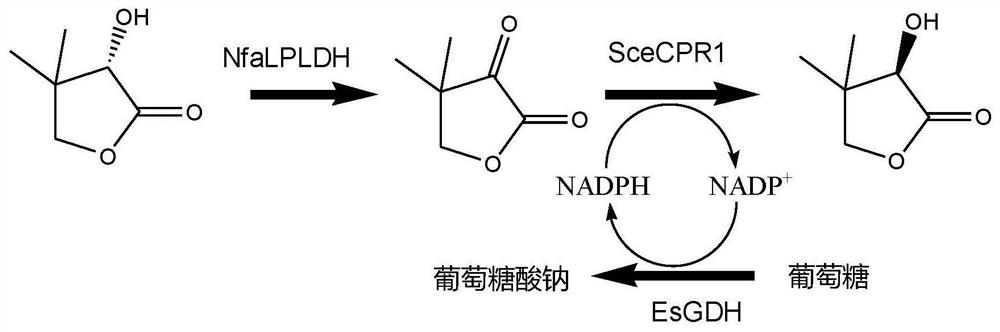 L Pantolactone Dehydrogenase Derived From Nocardia Farcinica And Its