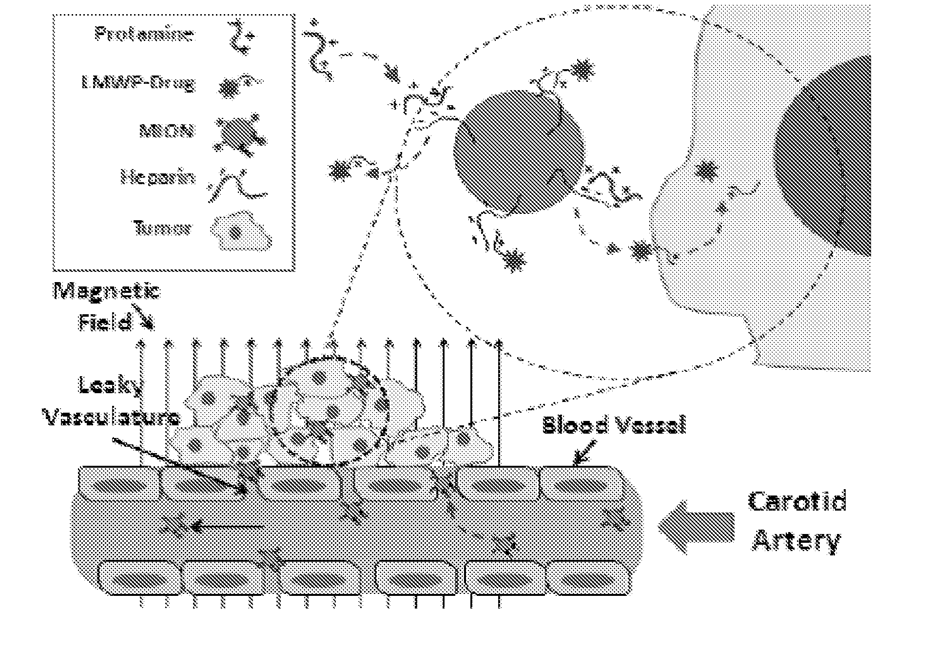 Compositions And Methods For Targeting Tumors Eureka Patsnap