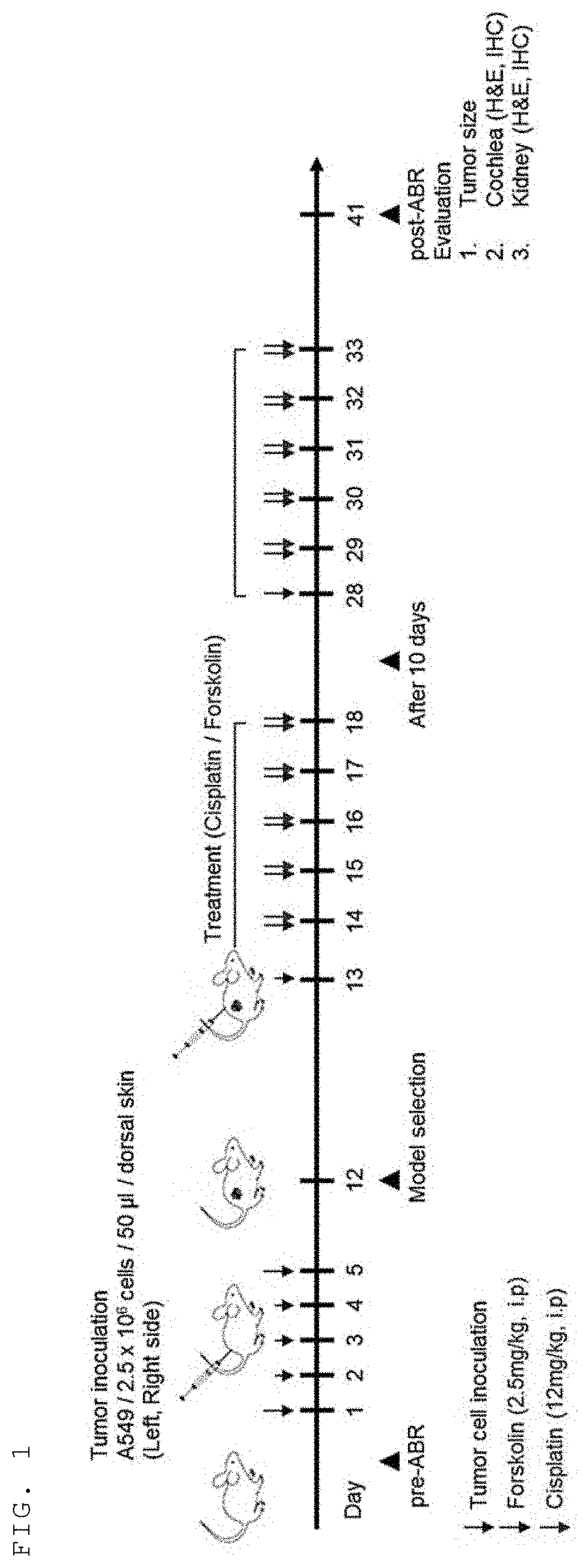 Pharmaceutical composition for preventing or treating sensorineural hearing loss, containing forskolin and retinoic acid as active ingredients