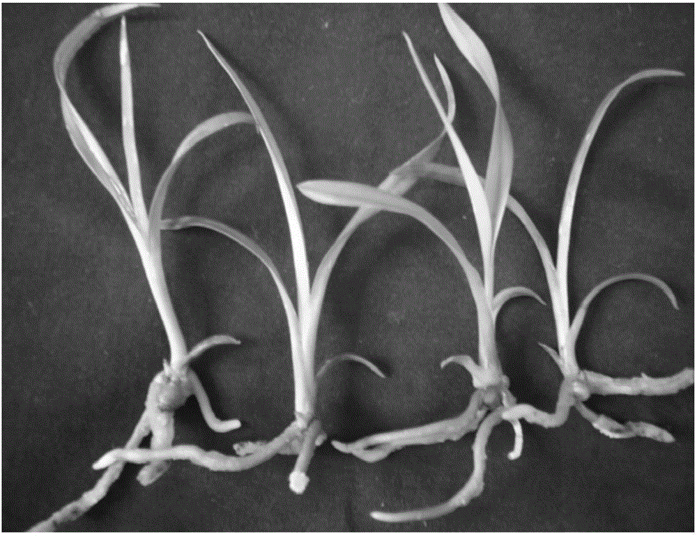 Rapid propagation method for hybrid cymbidium seedlings of cymbidium sinense and cymbidium hookerianum