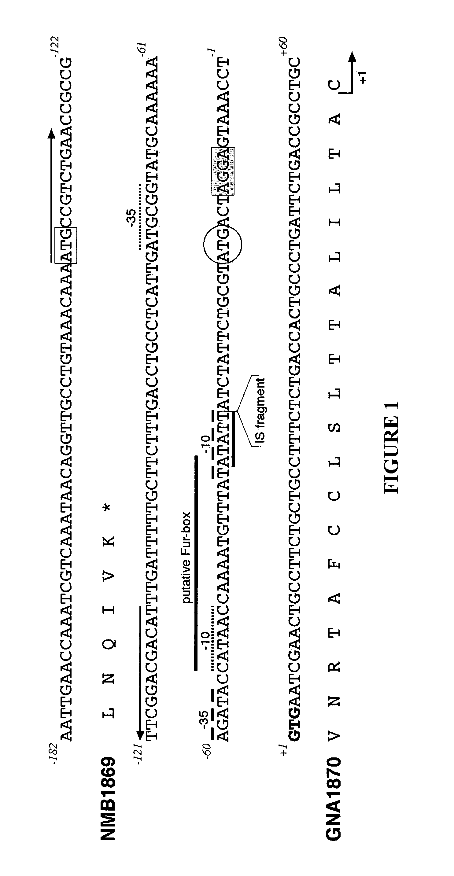 Multiple variants of meningococcal protein NBM1870