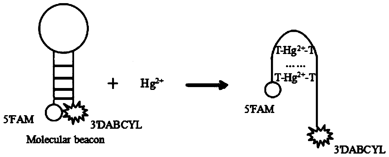 Hg2+ detection method based on molecular beacon aptamer