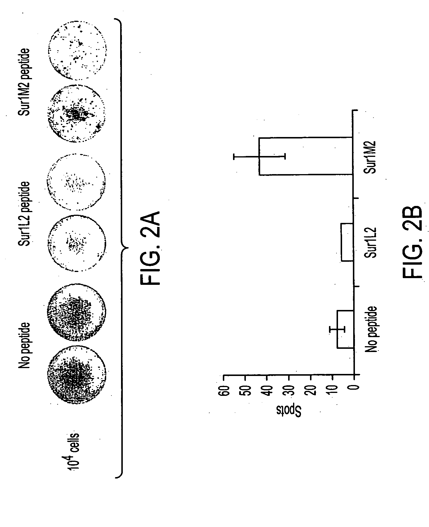 Survivin-derived peptides and use thereof