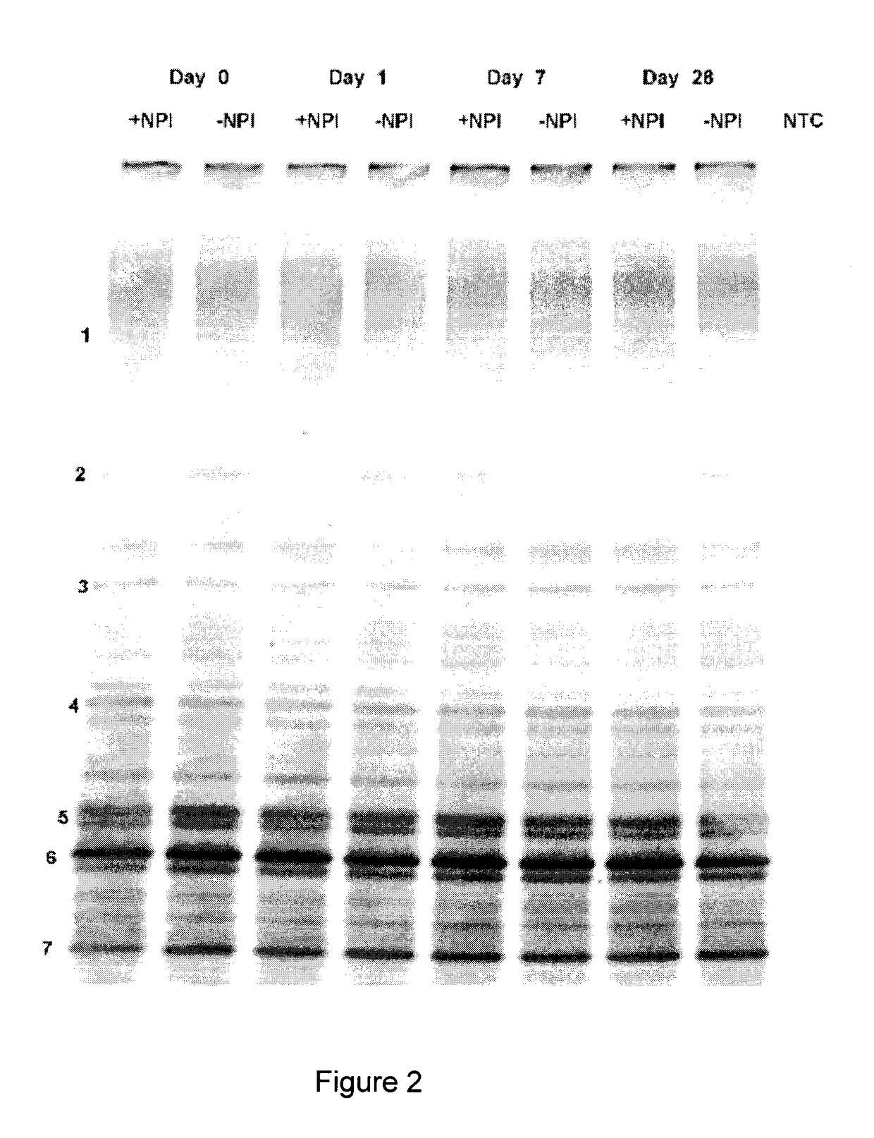 Composition And Method For Stabilizing And Maintaining The Viability Of Hardy Microorganisms