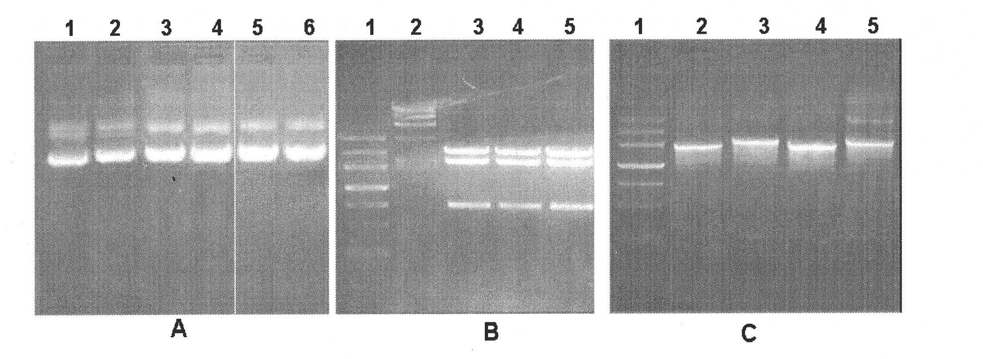 Plant expression vector constructed by dihydroxy acetone synthetase and dihydroxy acetone kinase gene expression cassette in series as well as construction method and application thereof