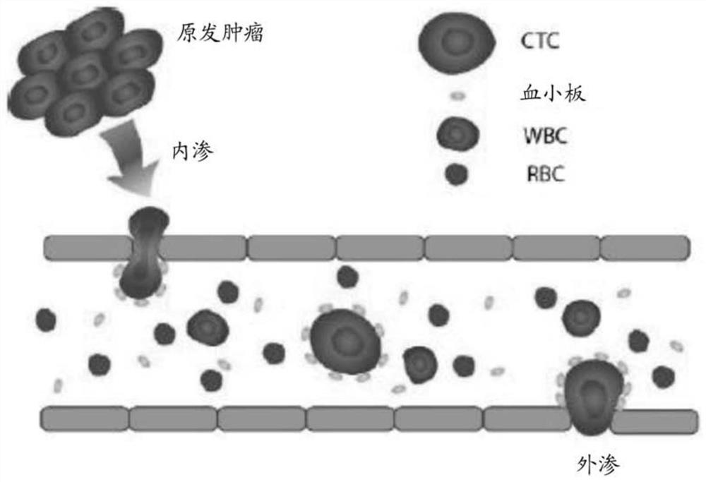 Platelet-targeted microfluidic separation of cells