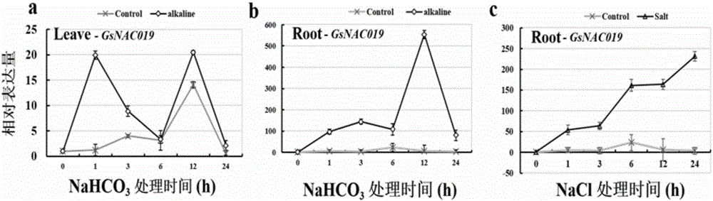 Plant stress resistance related protein GsNAC019, encoding gene and application thereof