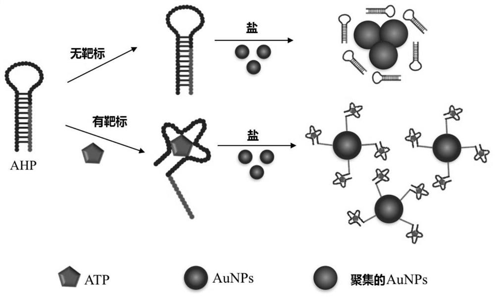 ATP nucleic acid aptamer, method and kit for chromogenic detection of ATP using nano-gold