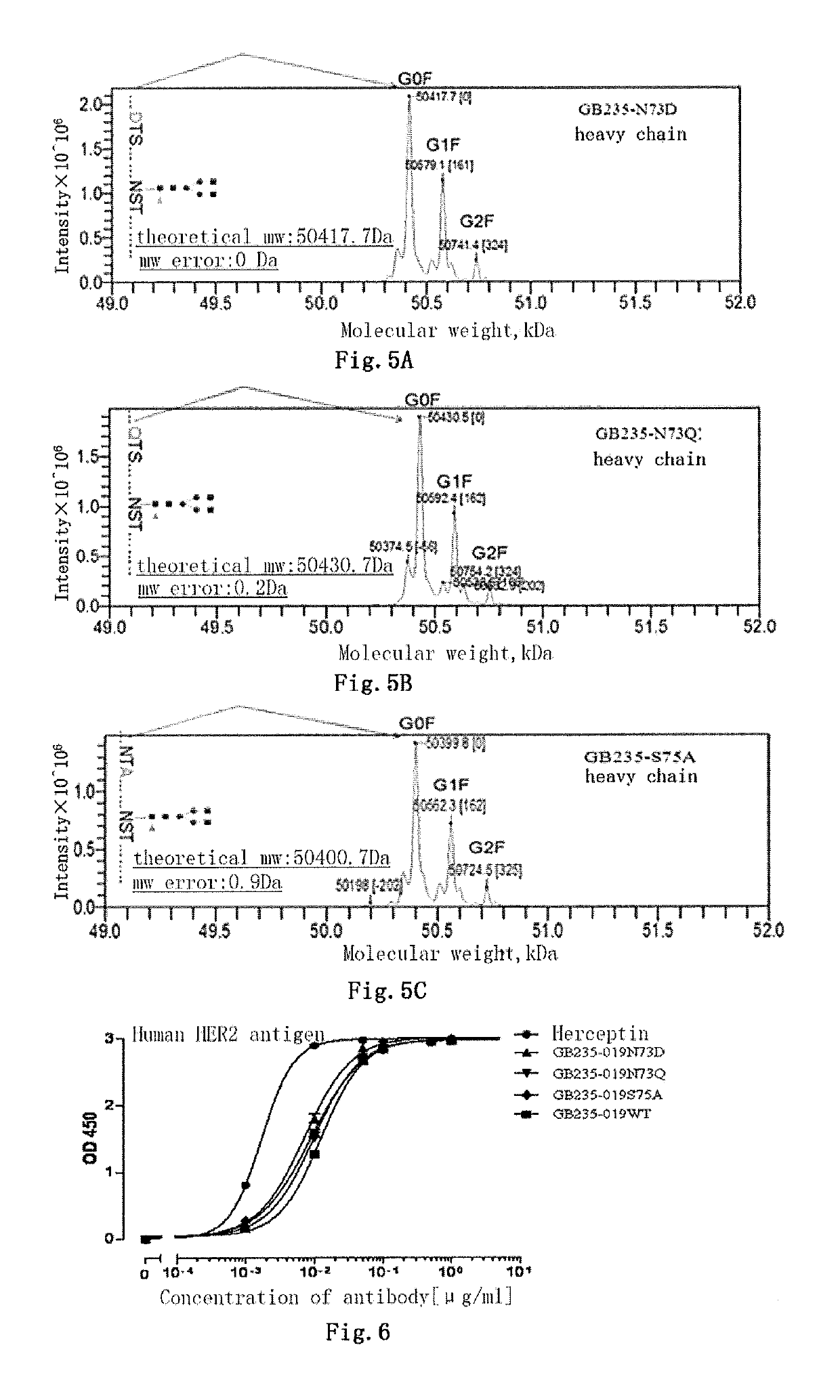 Mutated antibody of fully humanized HER2 antibody, and encoding gene and use thereof
