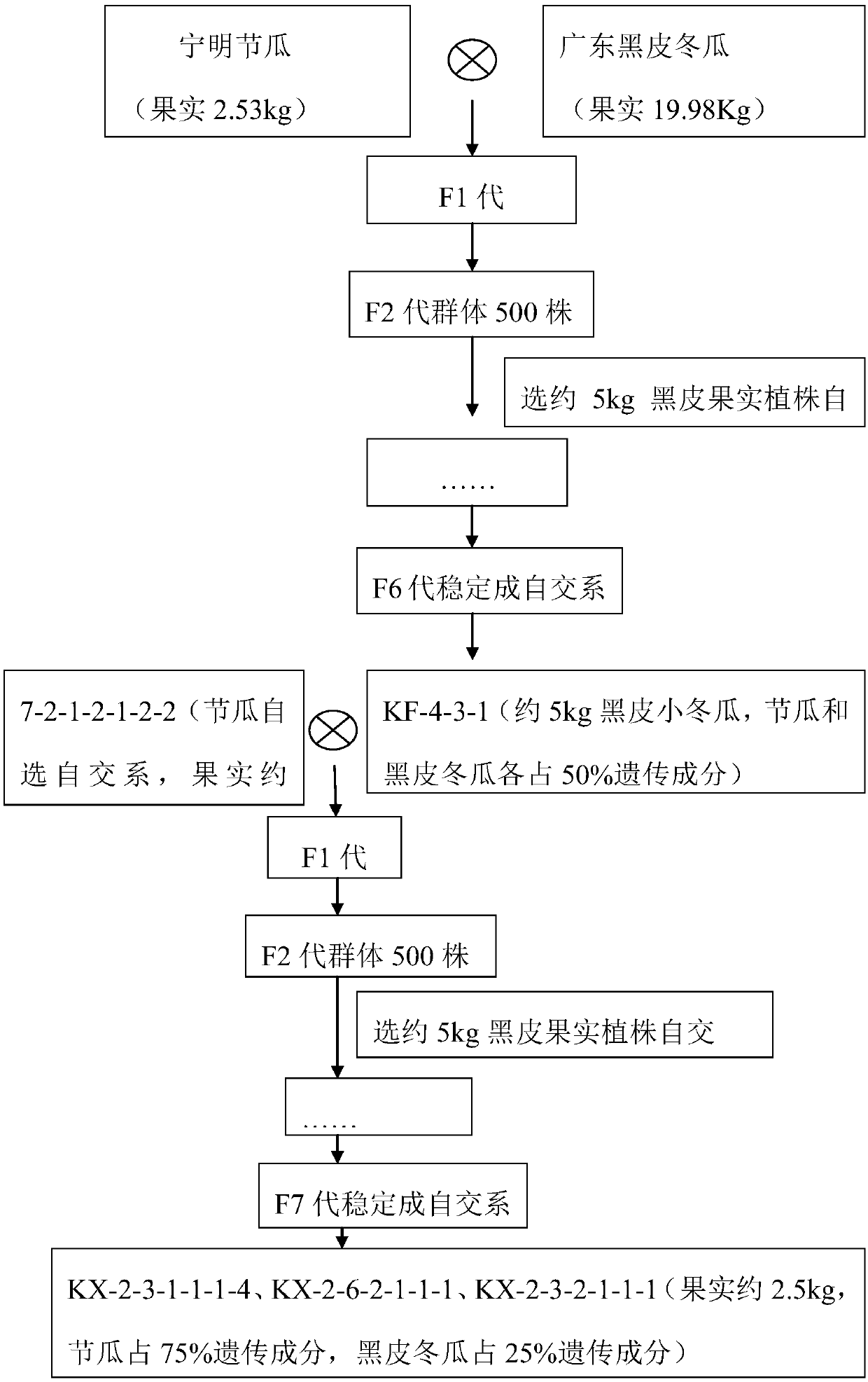 Secondary pedigree breeding method for breeding black peel and fruit size of white gourd-hairy squash hybrid