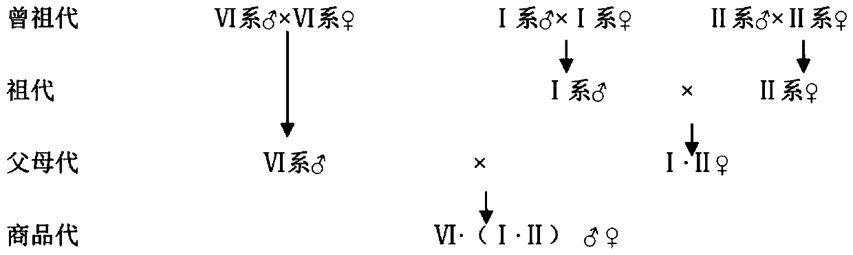 Culture method for white meat rabbit three-line complete set line