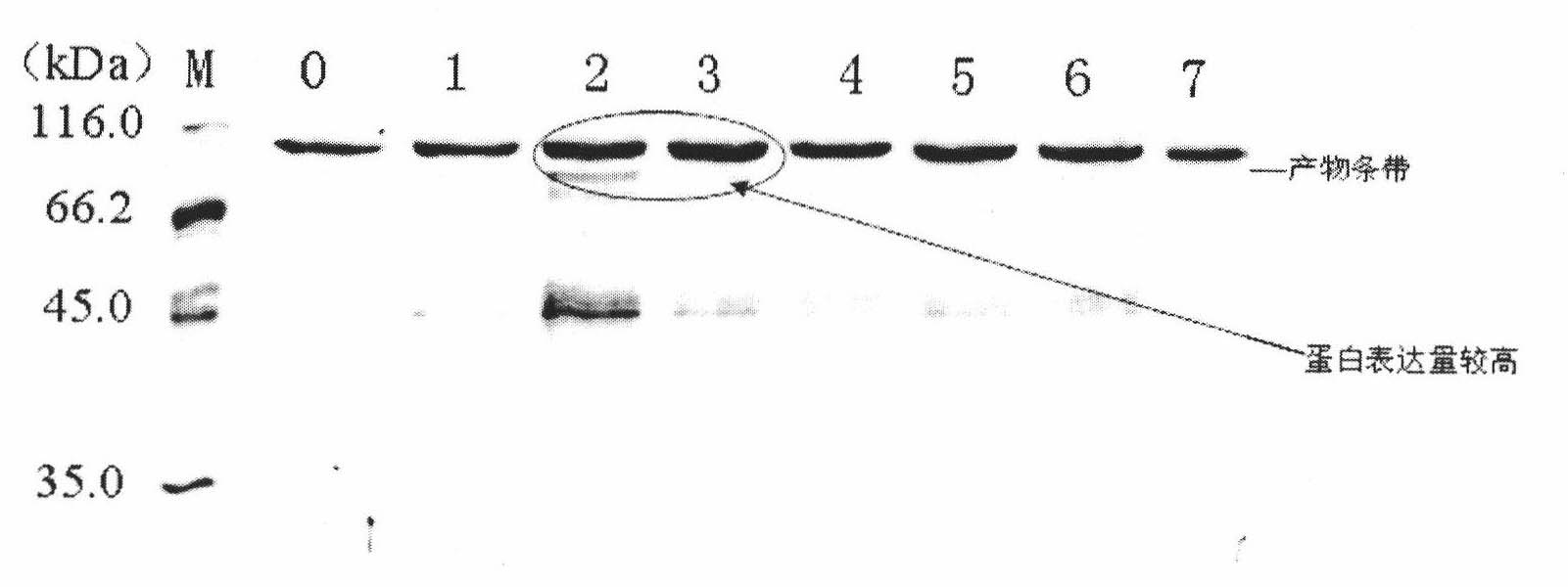 Method for improving expression level of Pichia pastoris recombinant protein
