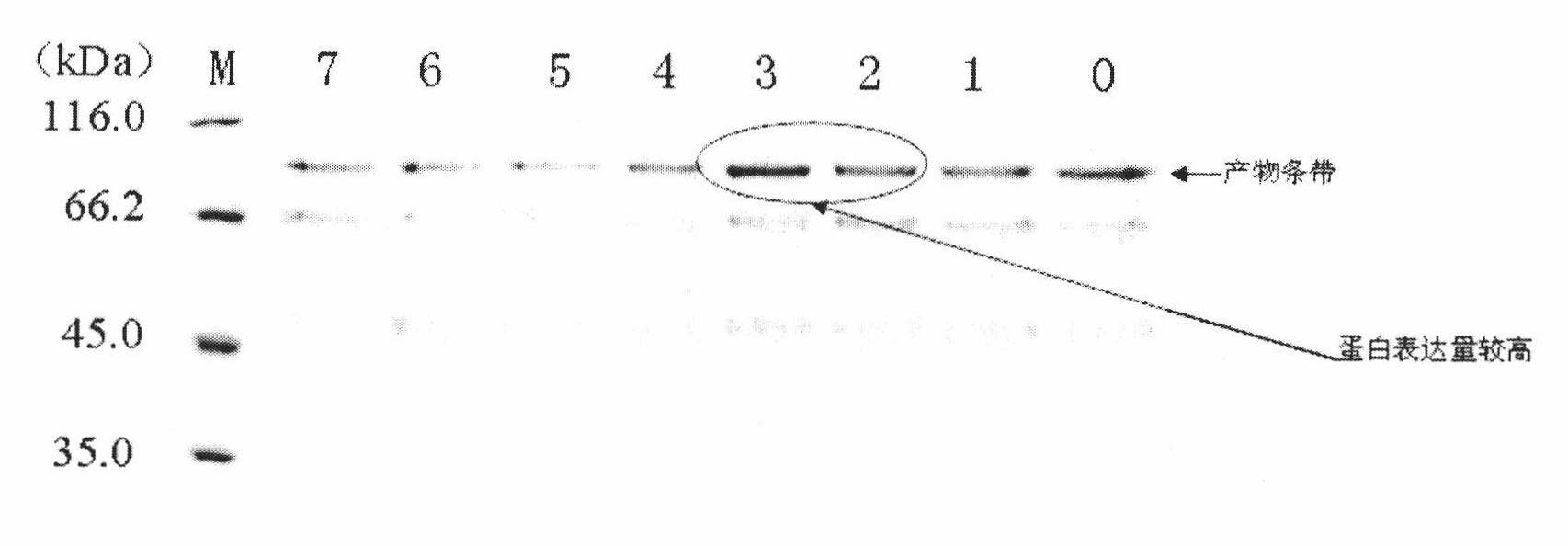 Method for improving expression level of Pichia pastoris recombinant protein