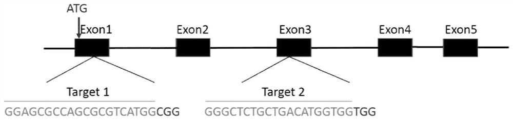 A CRISPR/Cas9 system and its application for knocking out the DMRT1 gene at double gRNA sites in peltaceae