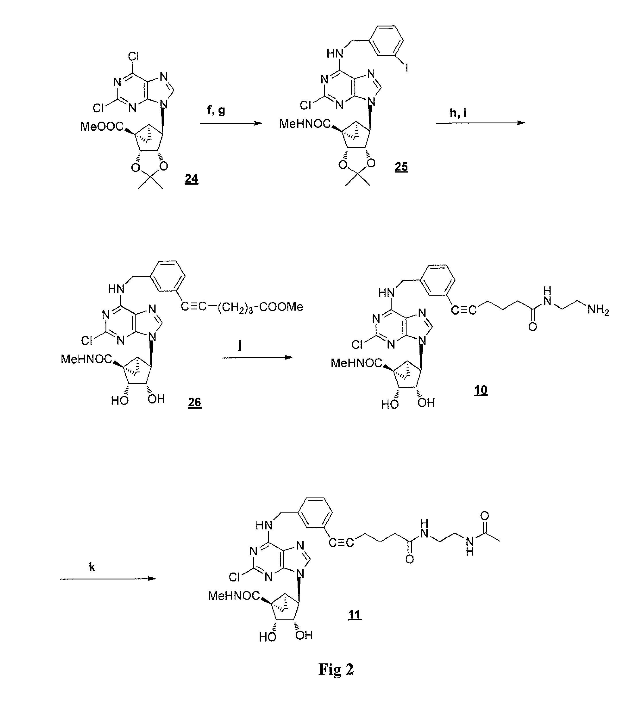 A3 adenosine receptor agonists and antagonists