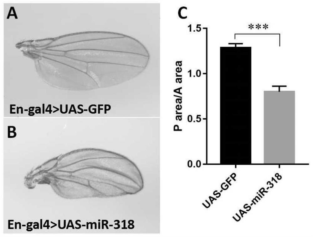 A mir-318 that regulates insect wing development and its application in pest control