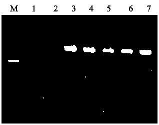 Construction method for recombinant baculovirus used for expressing L-amino acid oxidase of Siganus oramin