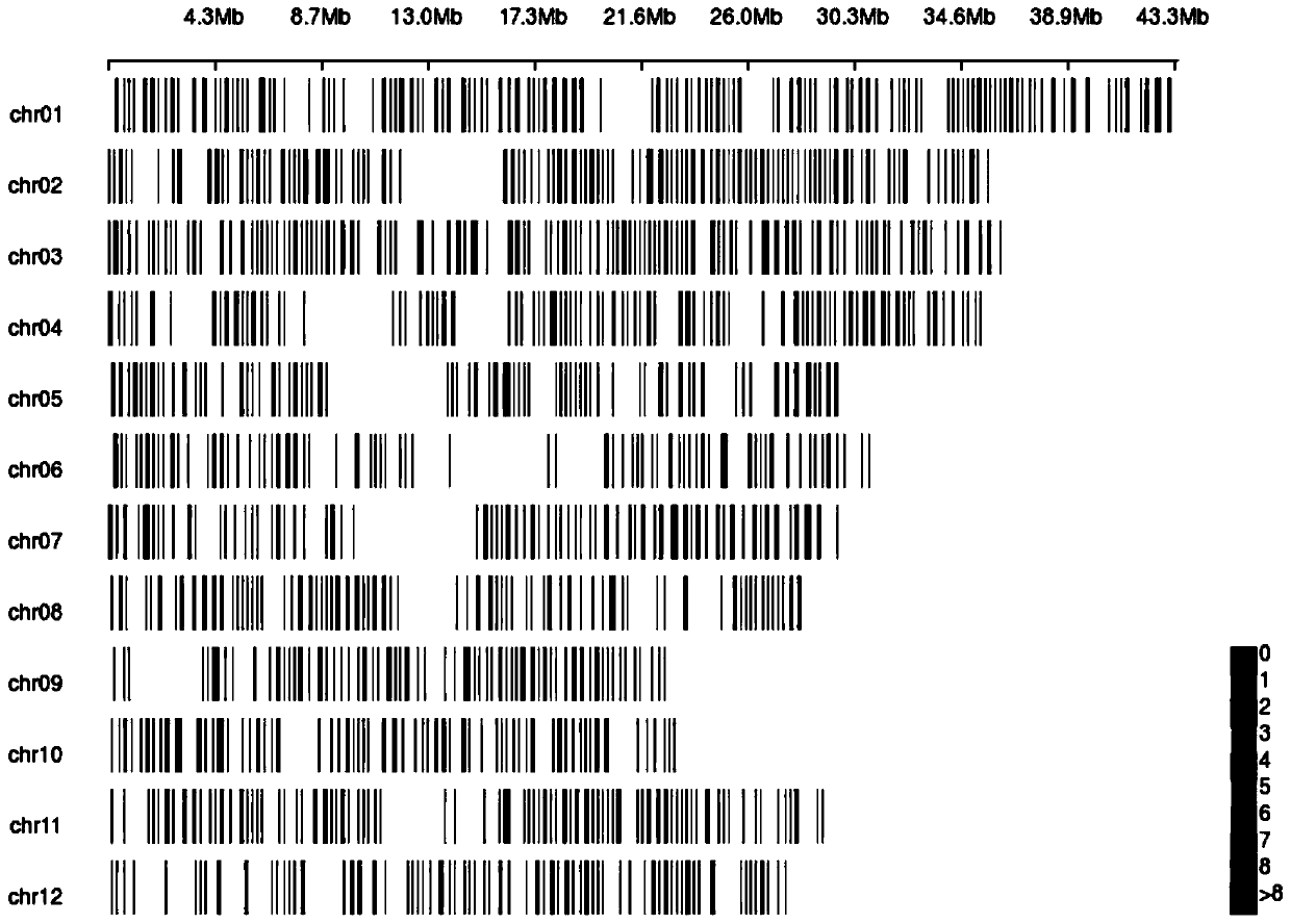 SNP marker combination for germplasm resource and variety identification of rice and application of SNP marker combination