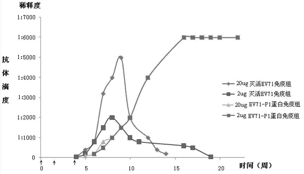Genetic engineering protein vaccine for preventing EV71, and preparation method thereof