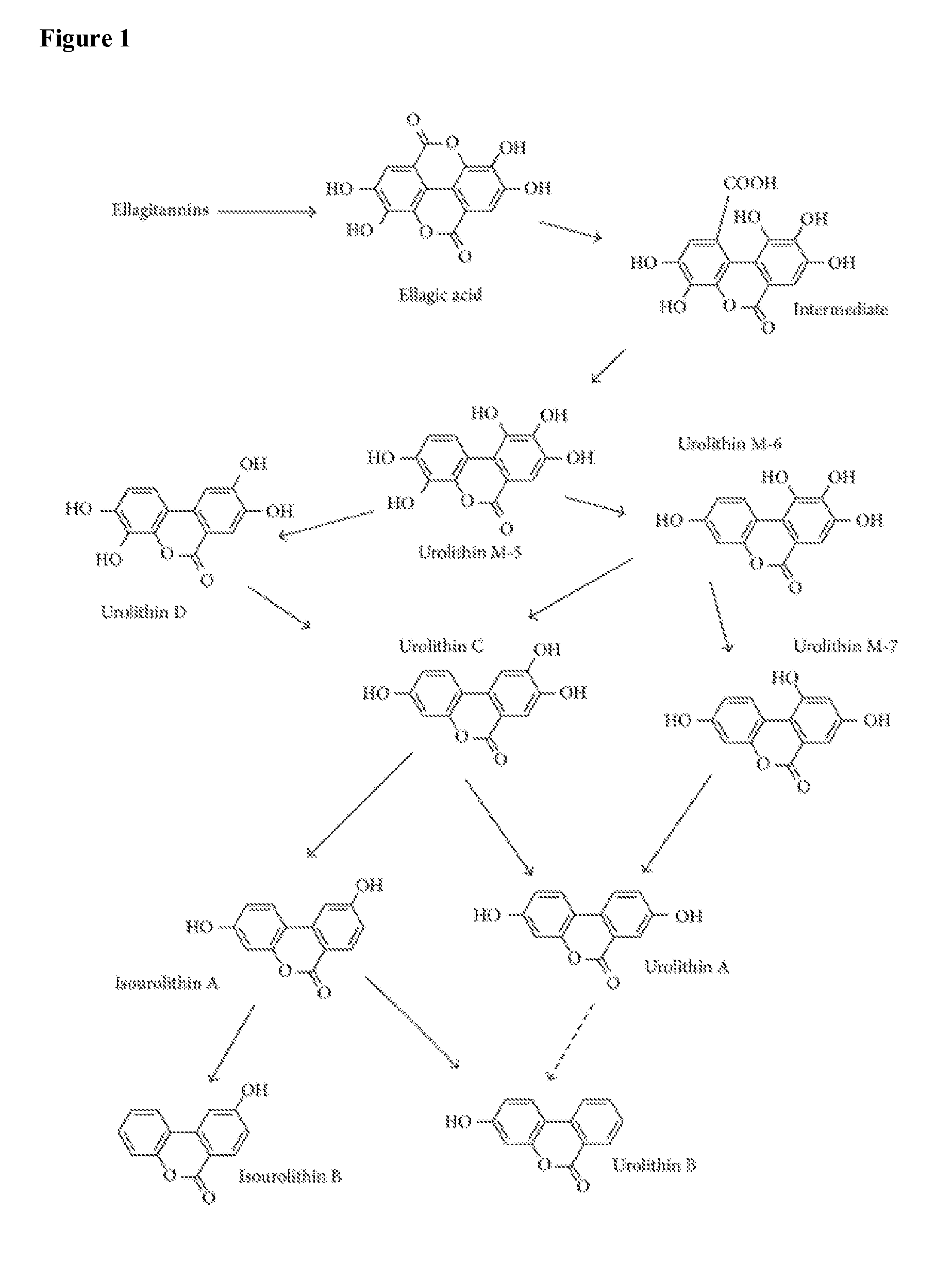 Process-Scale Synthesis of Urolithins