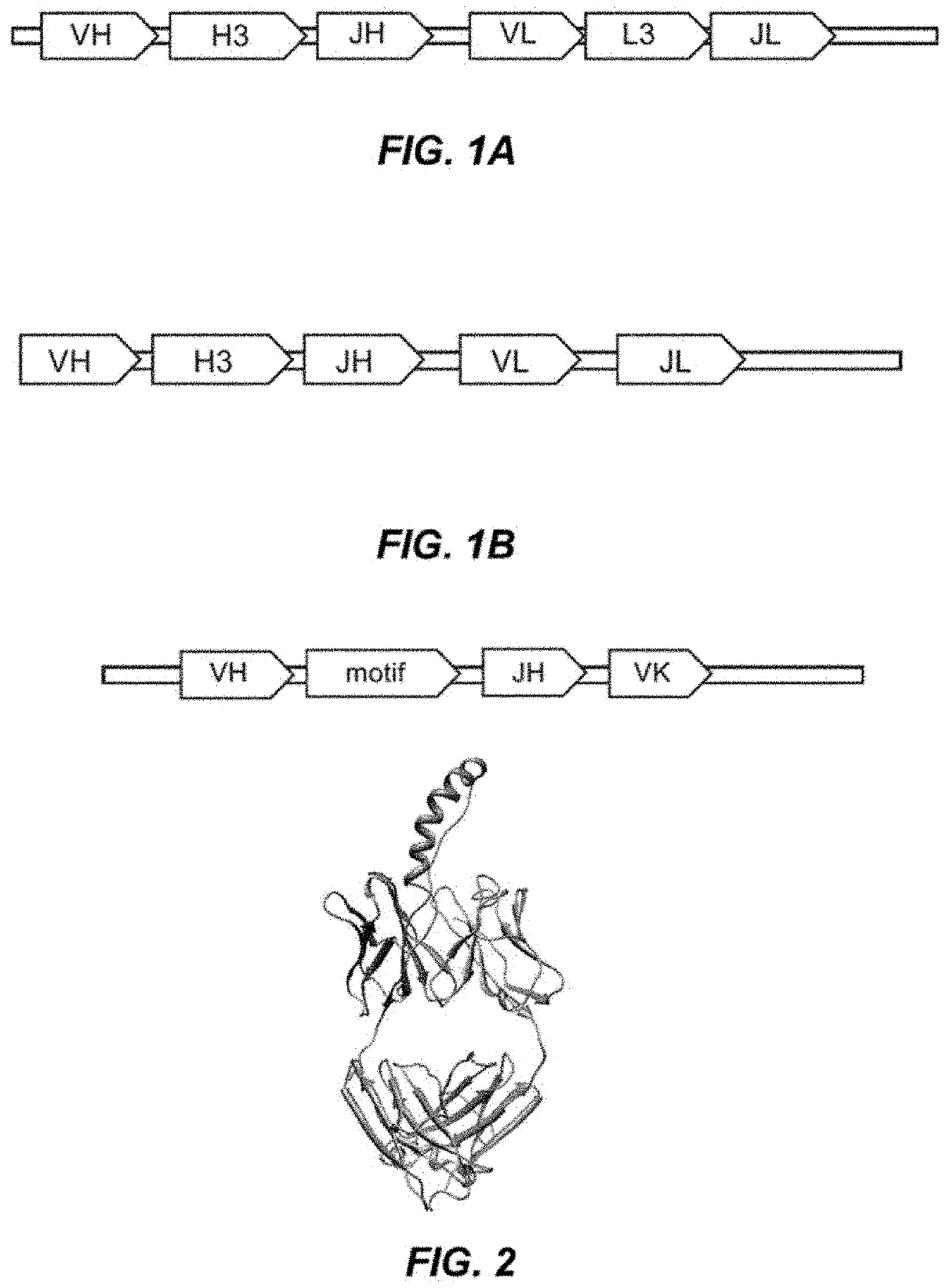 Methods and compositions relating to adenosine receptors