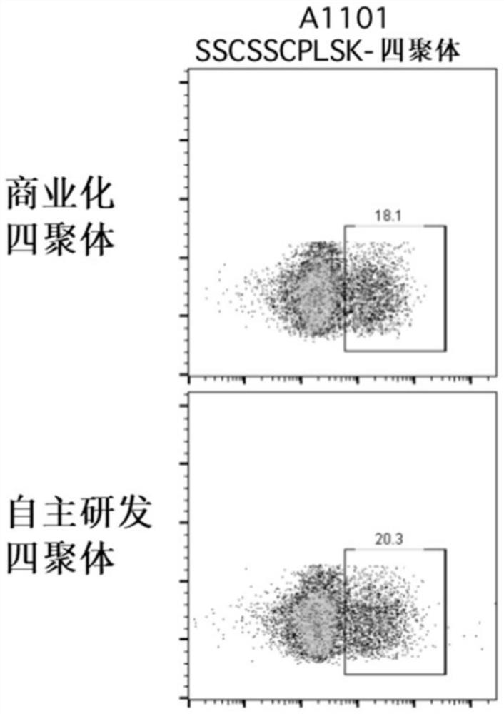 T cell antigen receptor, polymer complex thereof, and preparation methods and applications of T cell antigen receptor and polymer complex thereof