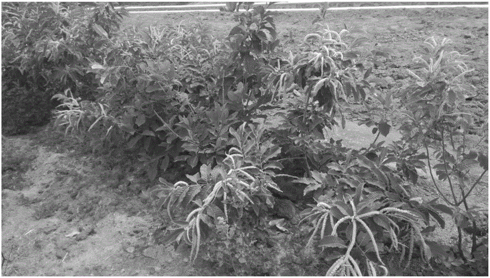 Cultivation method of hybrid seedlings of castanea mollissima