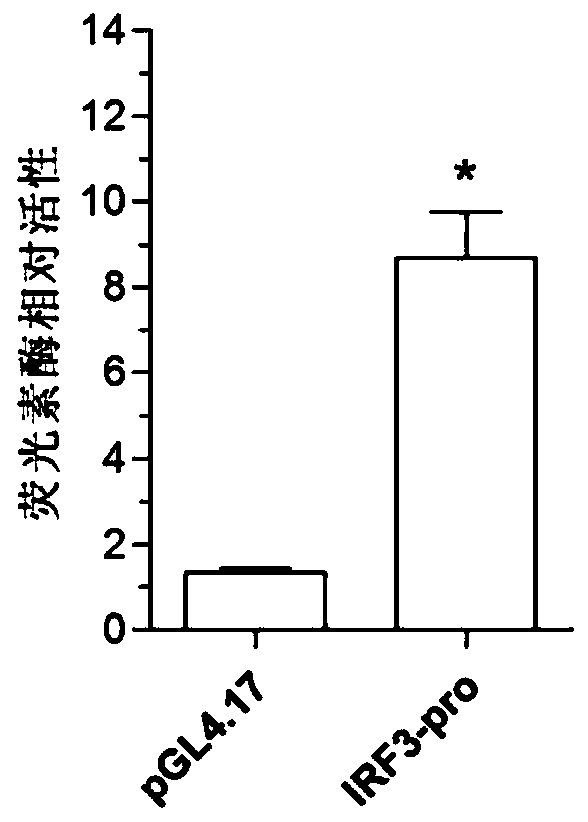 A large yellow croaker interferon regulator irf3 promoter, nucleic acid construct, cell and preparation method and use thereof
