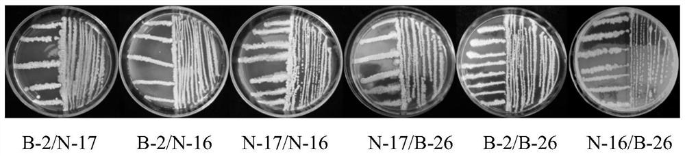 A kind of microbial agent jf for the prevention and treatment of corn stalk rot in saline-alkali land and its preparation method