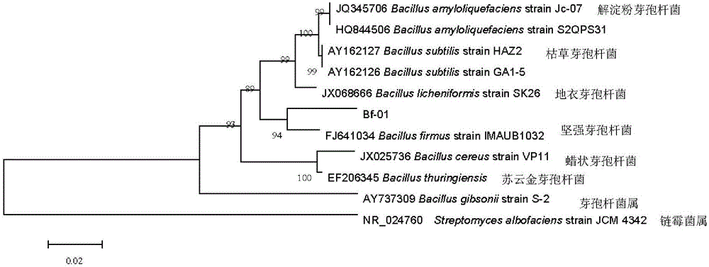 Bacillus firmus strain and application thereof in preventing and treating anthracnose of fig and pomegranate
