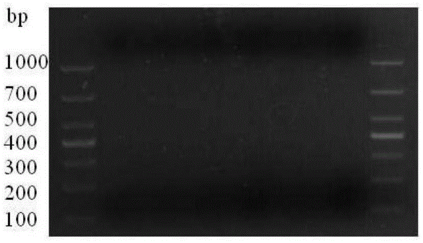 Method for detecting TCK (Tilletia controversa Kuhn) teliospores in soil through ddPCR (droplet digital polymerase chain reaction)