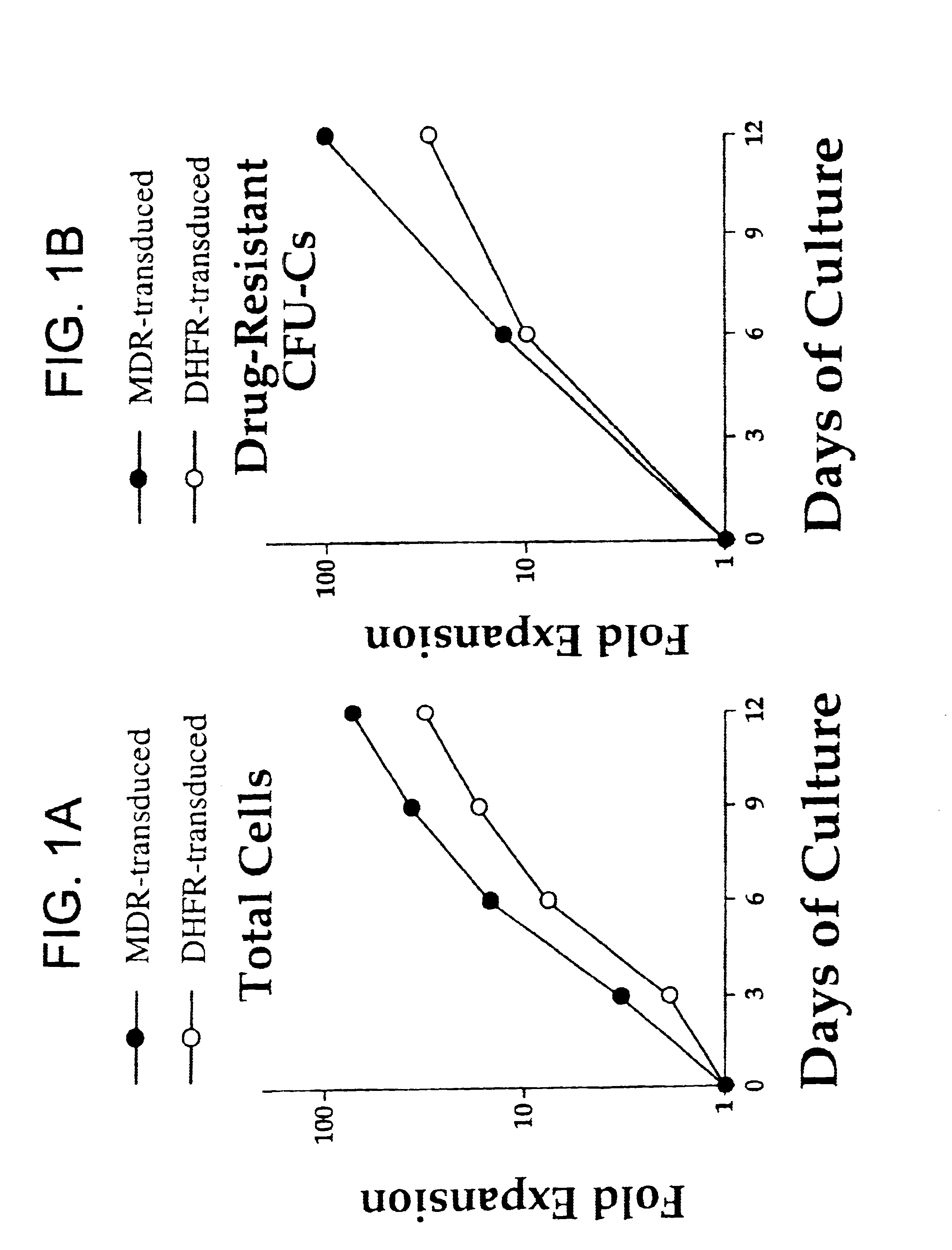 Relationship of ABC transport proteins with hematopoietic stem cells and methods of use thereof