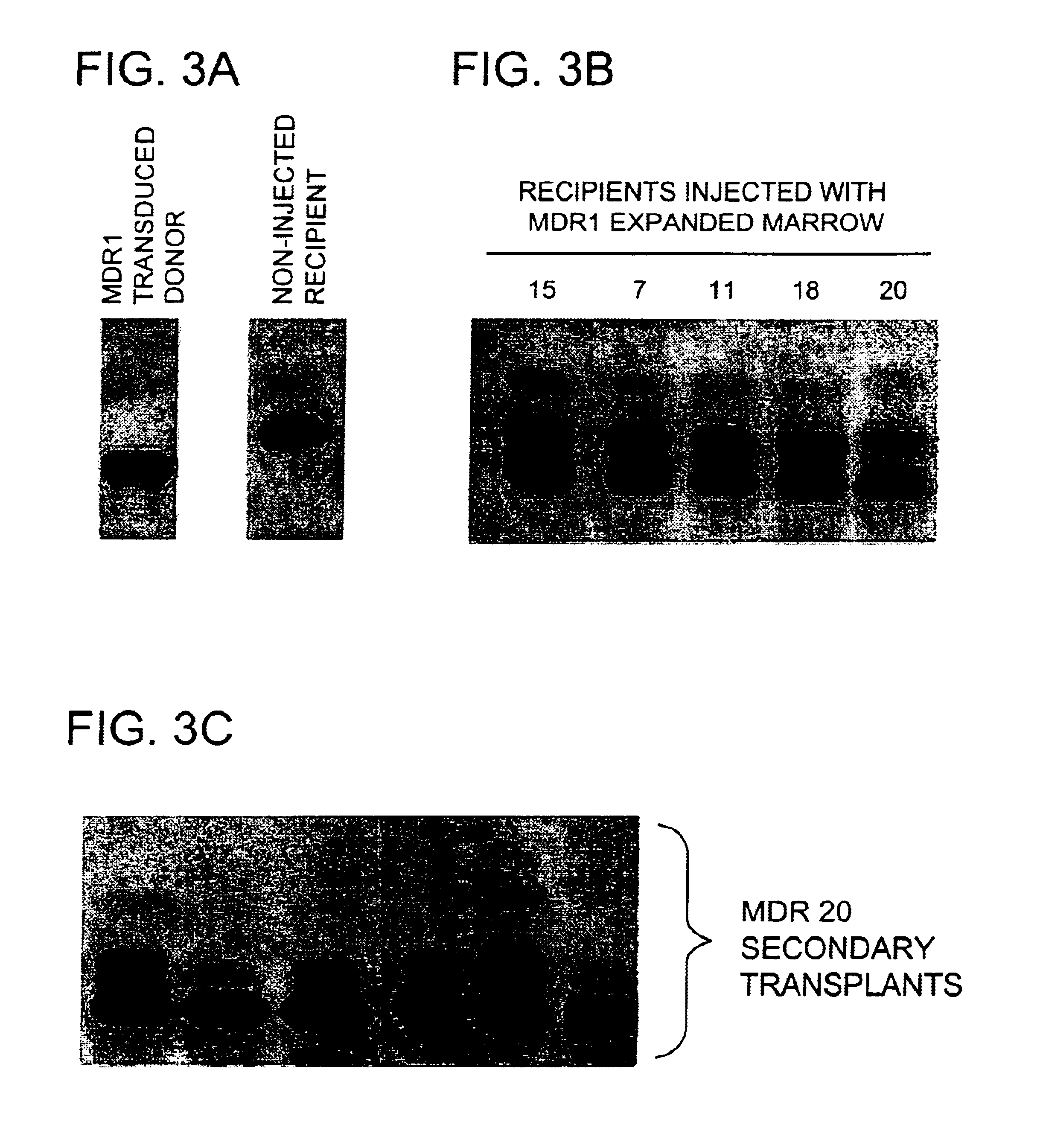 Relationship of ABC transport proteins with hematopoietic stem cells and methods of use thereof