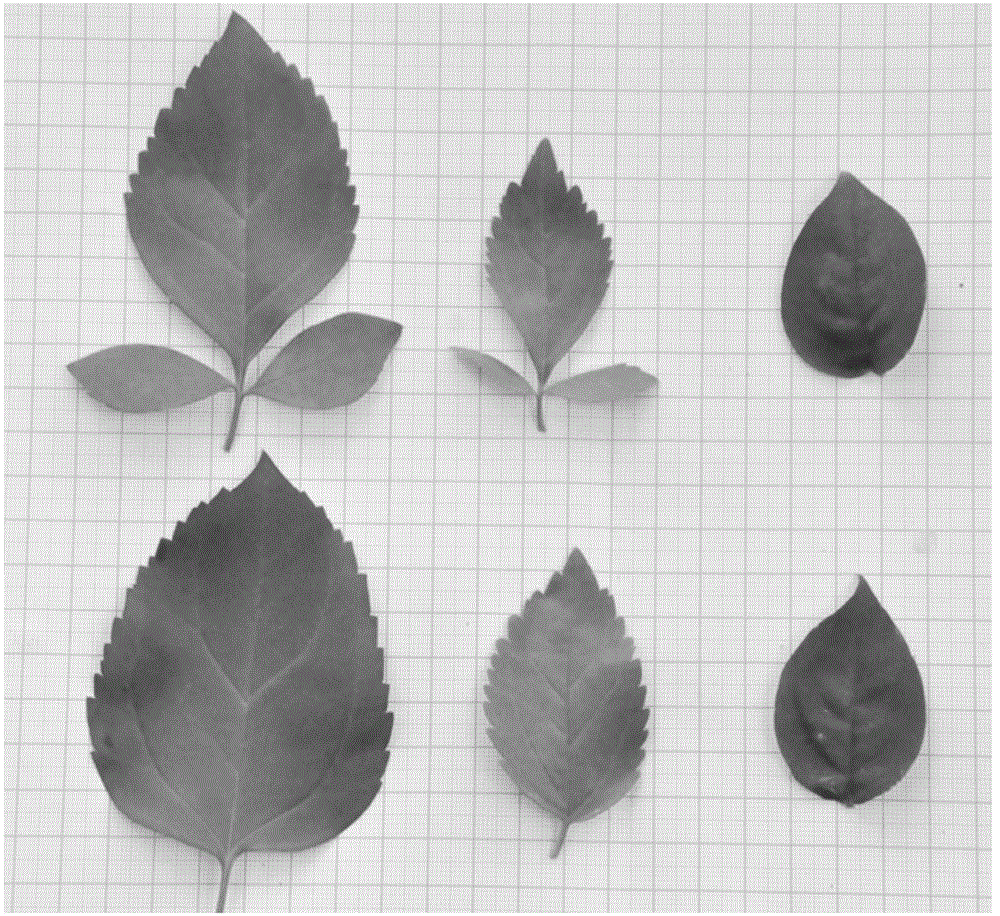 Method for obtaining genus hybrid of forsythia and abeliophyllum