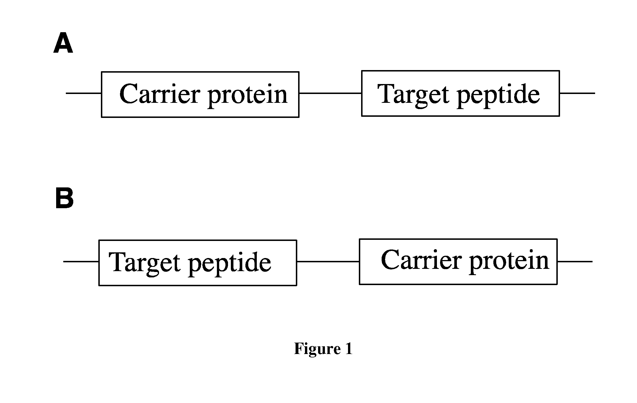 Fusion proteins of superfolder green fluorescent protein and use thereof