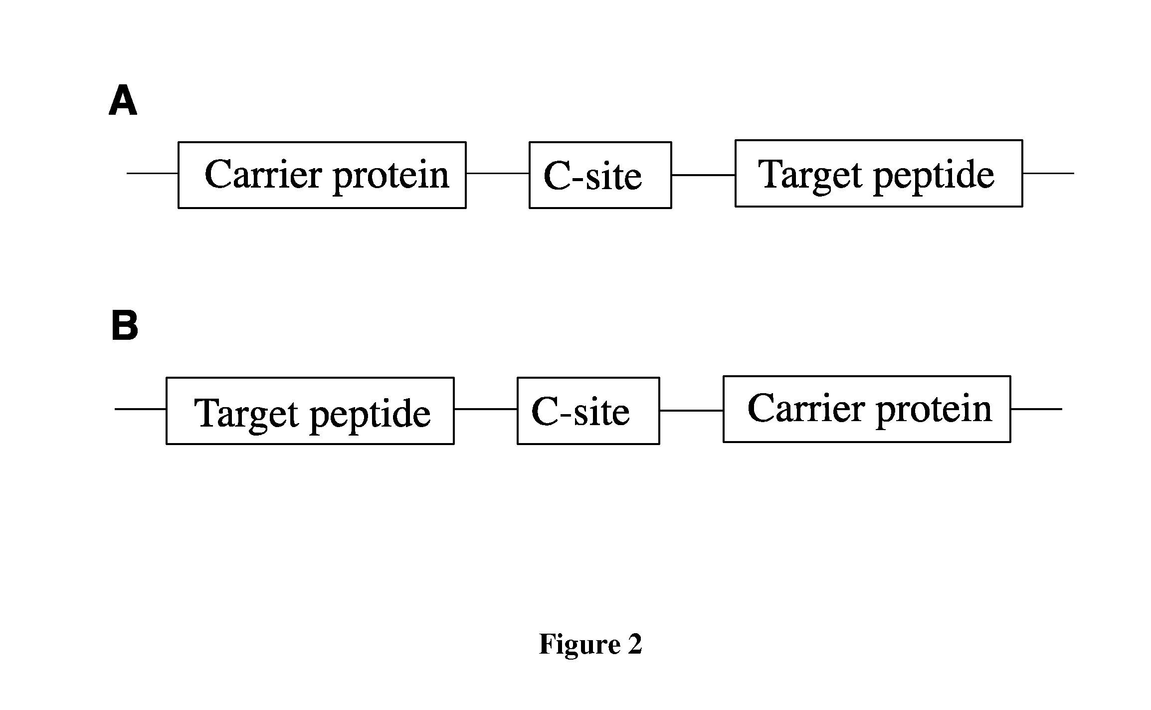 Fusion proteins of superfolder green fluorescent protein and use thereof