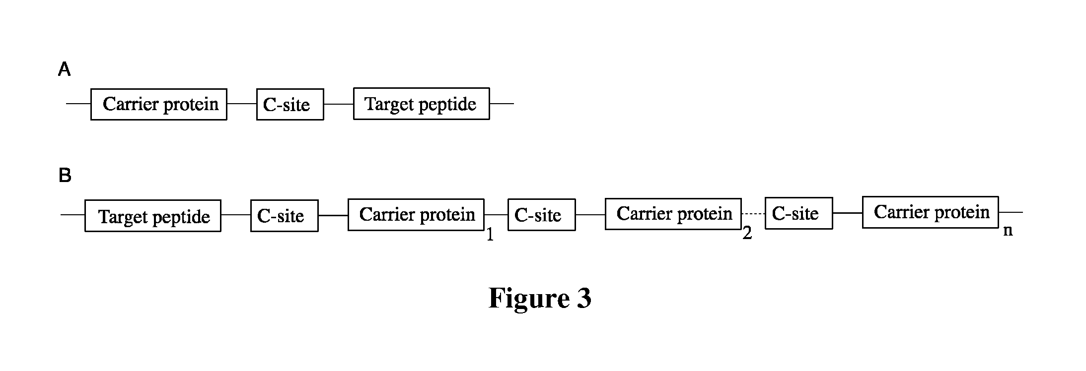 Fusion proteins of superfolder green fluorescent protein and use thereof