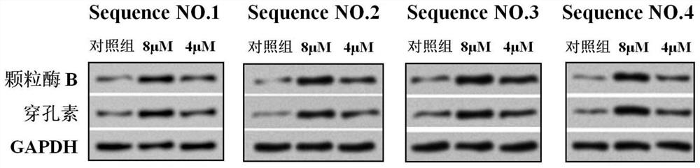 Polypeptide and application of polypeptide in NK cell culture and preparation of NK cell culture medium