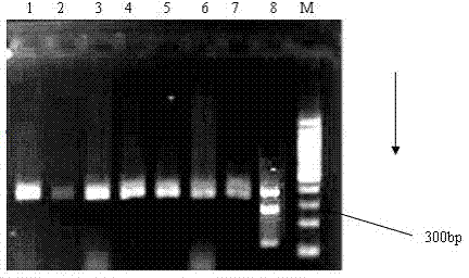 Establishment of levofloxacin-induced Shigella drug-resistance gene mutation time sequence models