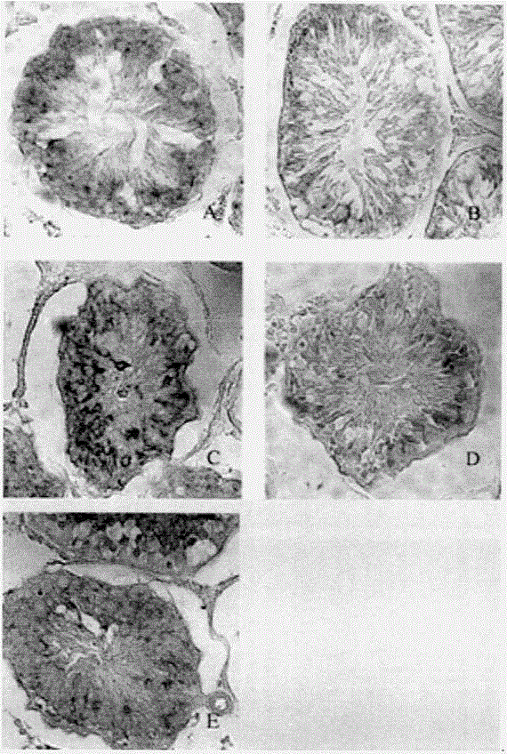 Novel applications of exogenous nerve growth factor (NGF)