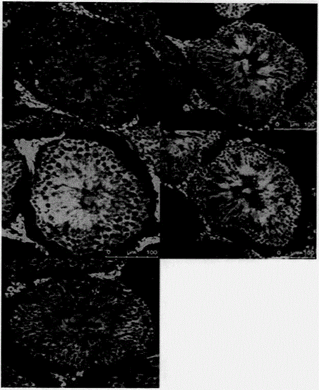 Novel applications of exogenous nerve growth factor (NGF)