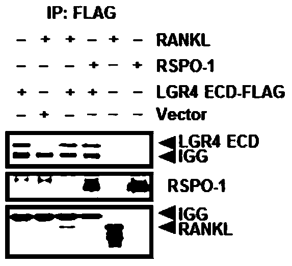 lgr4 protein fragment and its application in the preparation of medicine for treating osteoclast-induced bone disease