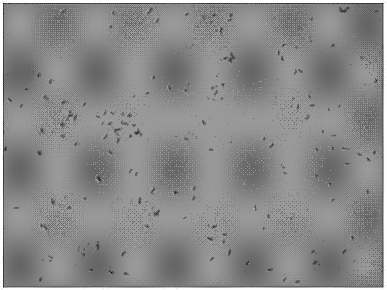 Sulfate reducing bacterium capable of achieving heavy metal settling and application of sulfate reducing bacterium