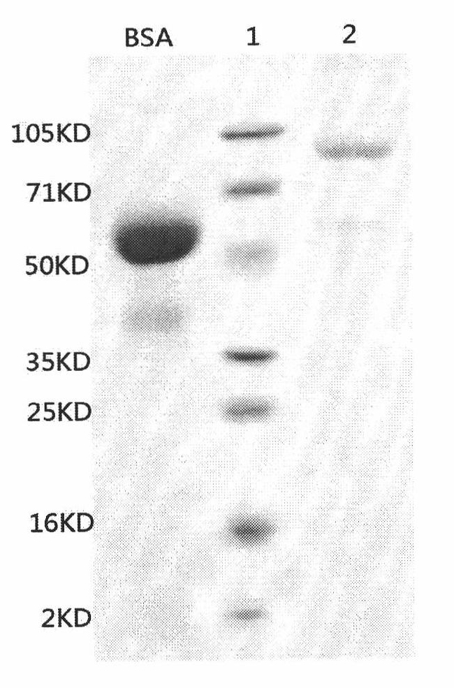 Fibrinolytic activated protein from cantharis, preparation method and application thereof