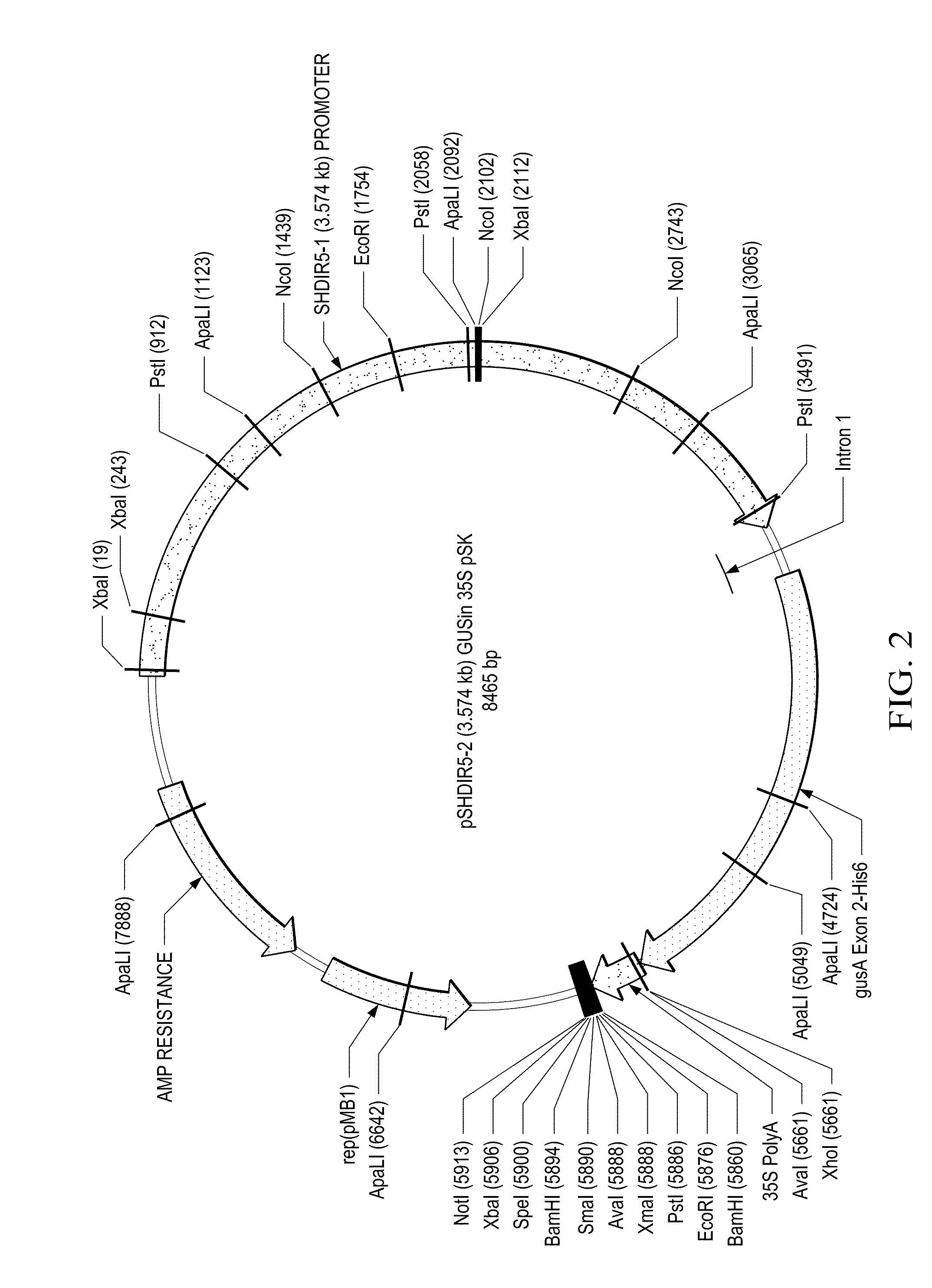 Compositions, organisms, systems, and methods for expressing a gene product in plants