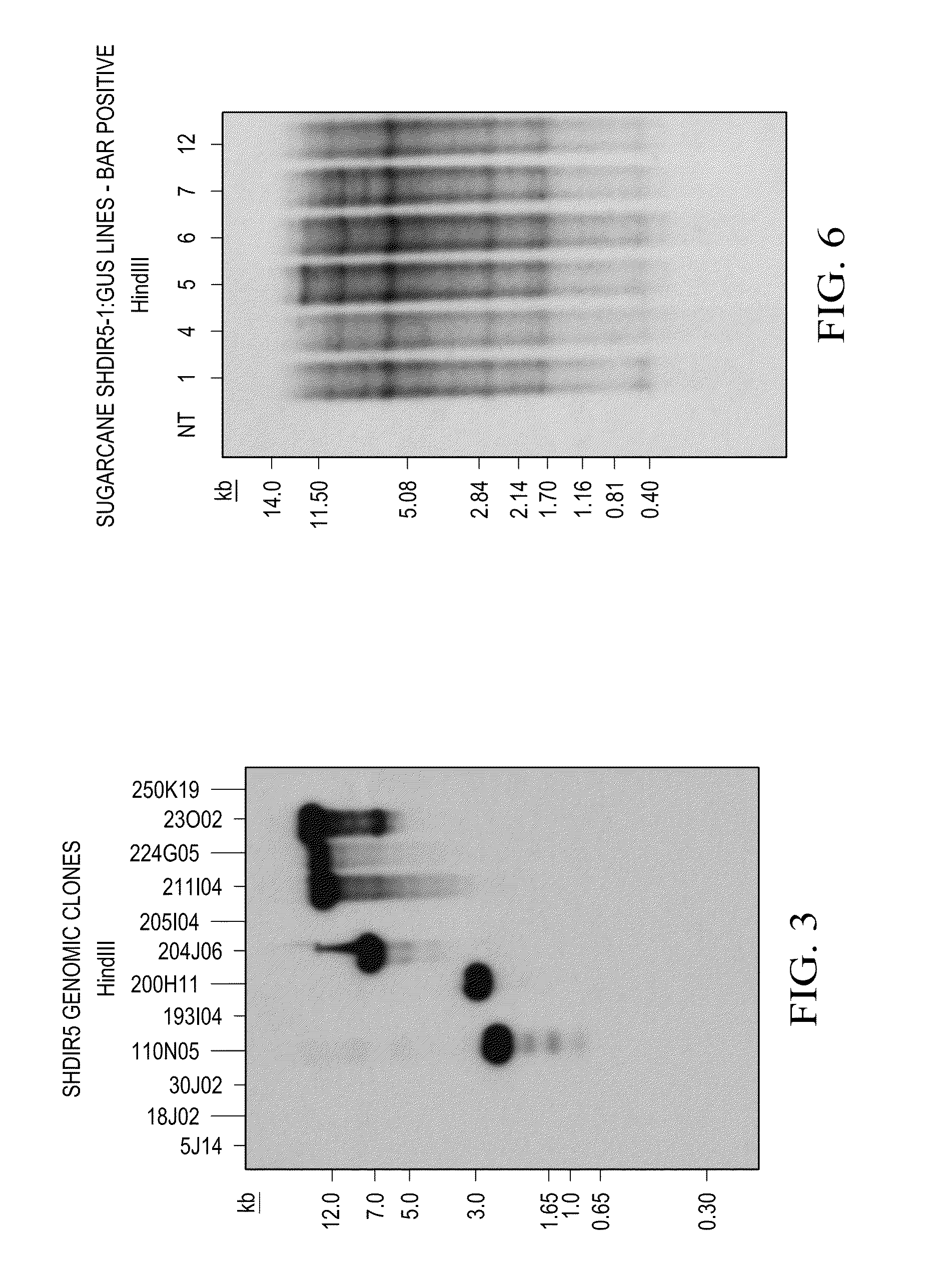 Compositions, organisms, systems, and methods for expressing a gene product in plants