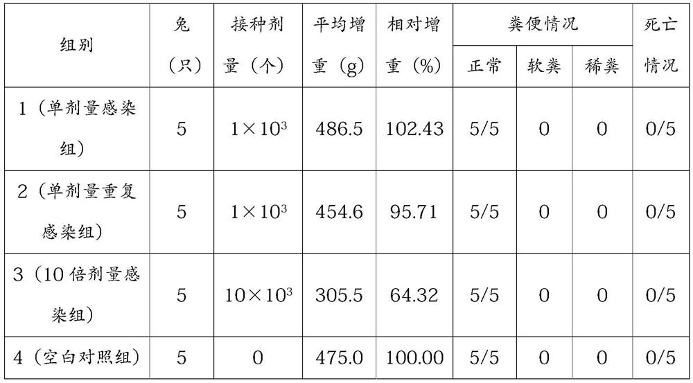 A kind of Eimeria medium-sized rabbit precoccus strain and its preparation method and application
