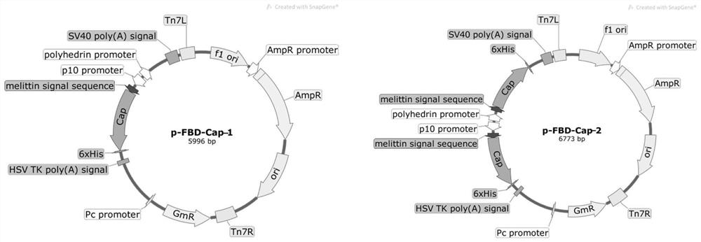 A kind of recombinant porcine circovirus type 2 cap protein with dominant epitope in series and its application